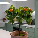 T2 Dina's Place Apartamento *