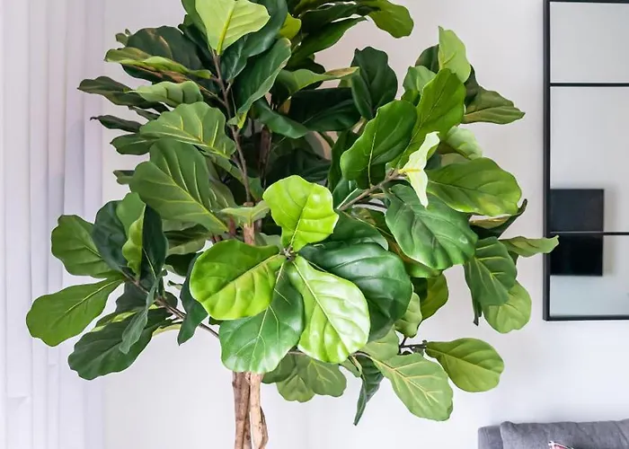 T2 Dina's Place * Назаре